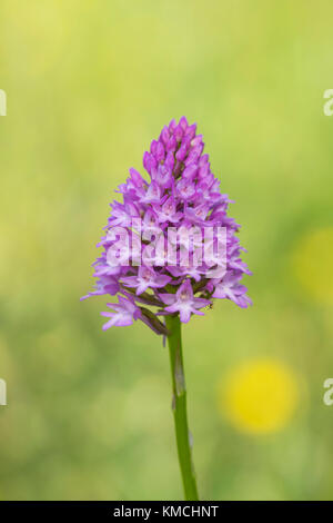 Pyramiden Hundswurz, Anacamptis Pyramidalis, Pyramiden-Orchidee Stockfoto