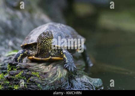 Europaeische Sumpfschildkroete, Emys orbicularis, Europäische Sumpfschildkröte Stockfoto