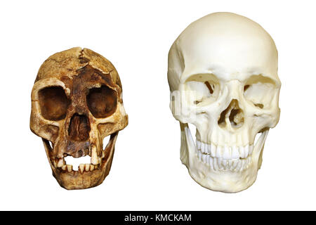 "Der Hobbit" Homo Floresiensis Vs Homo Sapiens Schädel Stockfoto