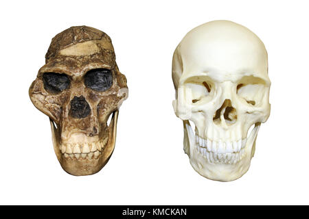 Frau Ples Australopithecus africanus vs Homo sapiens Schädel Stockfoto