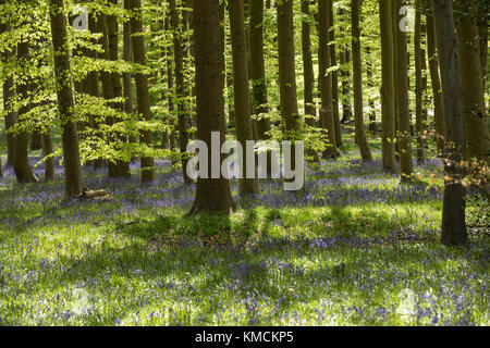 Sonnenblumen und Buchen am Morgen Frühlingssonnell im Coton Manor, Northamptonshire, England, Großbritannien. Stockfoto