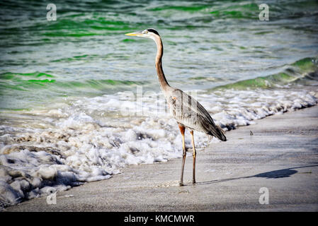 Auf der Suche nach Mittagessen Stockfoto