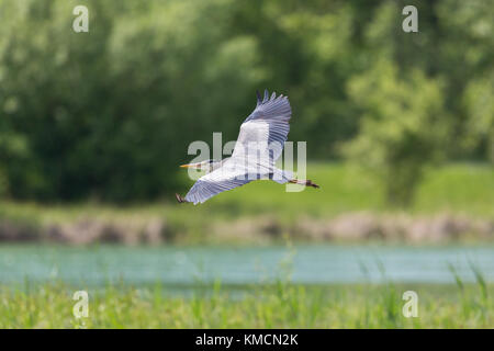 Graureiher (Ardea cinerea) fliegen über den Fluss Reed im Sonnenschein Stockfoto