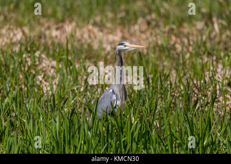 Portrait von natürlichen Graureiher (Ardea cinerea) in Grün Reed Stockfoto