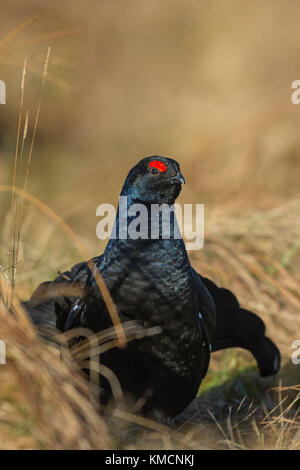 Männliche Birkhuhn (tetrao tetrix) in der Morgensonne lekking - Cairngorms National Park, Schottland, Vereinigtes Königreich Stockfoto