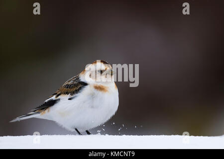 Schneeammer (Plectrophenax nivalis) auf Schnee gehockt - Cairngorms National Park, Schottland, Großbritannien Stockfoto