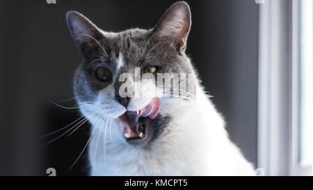 Katze mit seiner Zunge heraus Stockfoto