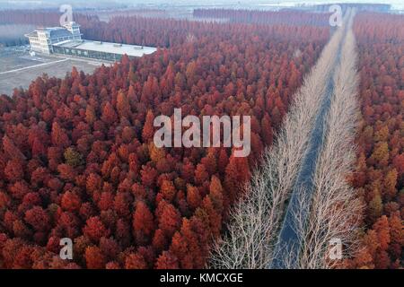 Suqian, Suqian, China. Dezember 2017. Suqian, CHINA-1. Dezember 2017:(NUR FÜR REDAKTIONELLE VERWENDUNG. CHINA OUT) . Luftaufnahmen des Mammutbaumwaldes in Suqian, ostchinesischer Provinz Jiangsu, 1. Dezember 2017. Quelle: SIPA Asia/ZUMA Wire/Alamy Live News Stockfoto