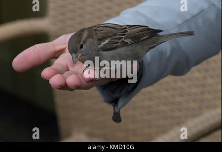 Berlin, Deutschland. Dezember 2017. Spatzen genießen eine Mahlzeit mit Brotkrümeln, die eine Frau in Berlin, Deutschland, am 6. Dezember 2017 zur Verfügung stellt. Quelle: Paul Zinken/dpa/Alamy Live News Stockfoto