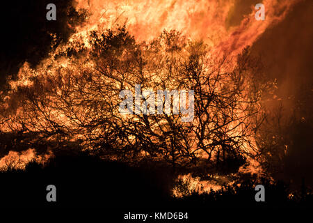 Ventura, USA. 6. Dezember 2017. die Feuerwehrleute kämpfen wildland Fire von Santa Ana Winde in Ventura, Kalifornien, USA. Credit: Kara capaldo/alamy Leben Nachrichten. Stockfoto