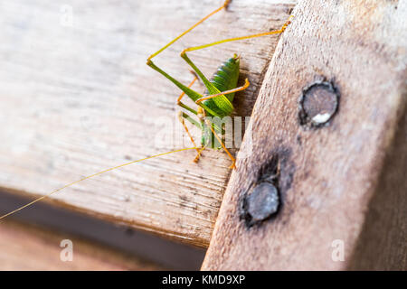 Grashopper oder Kricket auf Holzbrett isoliert Stockfoto