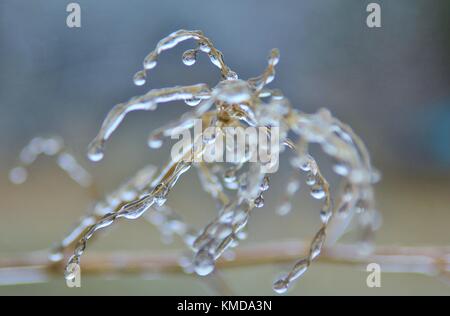 Winter Freeze - Kalt und schönen Kreationen aus der Natur Stockfoto