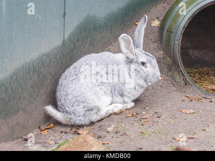 Reinrassige Kaninchen belgische Riesen Ruhe draussen in der Sonne, selektiver Fokus Stockfoto