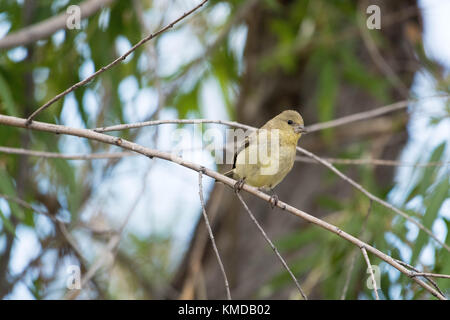 Weniger Stieglitz, (Spinus psaltria), Bosque Del Apache National Wildlife Refuge, New Mexico, USA. Stockfoto