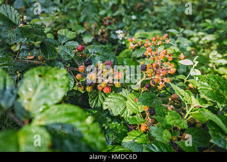 Bush von frischen schwarzen Beeren auf der Waldwiese im Morgenlicht Stockfoto