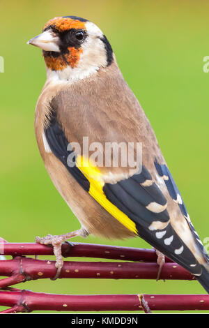 Wild goldfinch Vogel portrait Nahaufnahme native auch Carduelis carduelis bekannt zu Europa. Der stieglitz hat ein rotes Gesicht und einem schwarz-weißen Kopf. Mals Stockfoto