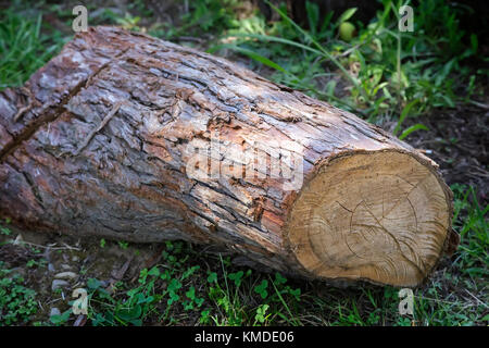 Teil der Stamm eines großen Gefällten Kiefern auf dem Boden liegen. Stockfoto