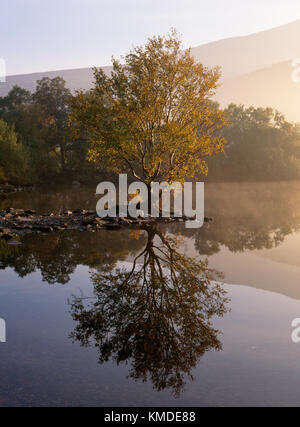 Einsamer Baum von Llyn Padarn, wachsende in Schiefer Abfälle am Wasser der Lagunen, Llanberis. Moor-birke, beheimatet in Großbritannien Stockfoto