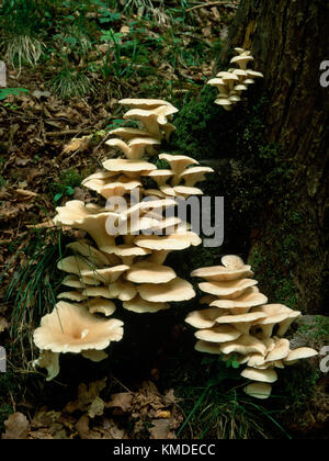 Cluster von essbaren Pilzen Pleurotus Füllhorn wächst auf der Basis einer verwesenden Esche. Clwydian Hügel Hügel, North Wales, UK. Juni Stockfoto