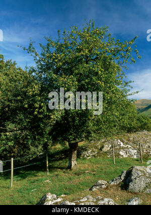 Wild Crab Apple tree wächst in flachen Boden neben Castell Y Bere Castle in der Dysynni Tal, North Wales. Schweres Erntegut von kleinen grünen Äpfeln. Stockfoto