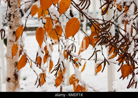 Zweige mit Schnee bedeckt Stockfoto
