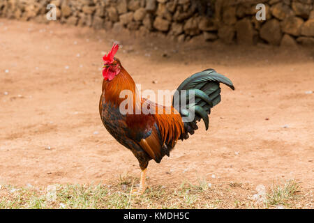 Red Rooster cockrel, Henne, im Schmutz patch Stockfoto