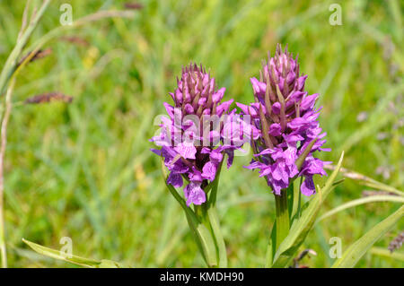 Southern Marsh Orchid „Dactylorhiza praetermissa“, Blumen Juni, Sanddünen und feuchte Wiesen, Berrow, Somerset, Großbritannien Stockfoto