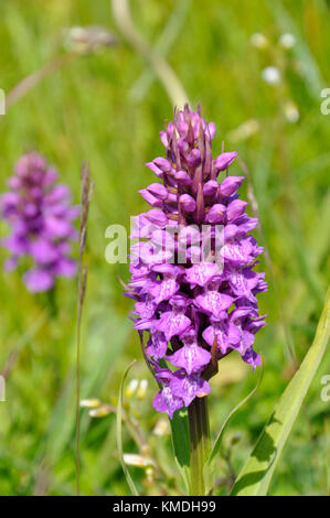 Southern Marsh Orchid „Dactylorhiza praetermissa“, Blumen Juni, Sanddünen und feuchte Wiesen, Berrow, Somerset, Großbritannien Stockfoto