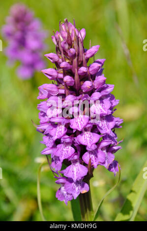 Southern Marsh Orchid „Dactylorhiza praetermissa“, Blumen Juni, Sanddünen und feuchte Wiesen, Berrow, Somerset, Großbritannien Stockfoto