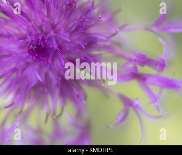 Nahaufnahme des weichen Fokus der großen Knackkraut Centaurea scabiosa Blume Stockfoto