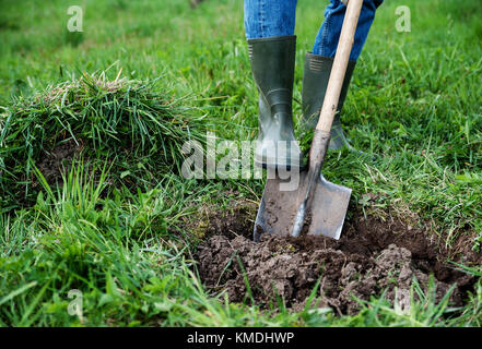 Man gräbt ein Loch in den Boden für die Anpflanzung von Bäumen Stockfoto
