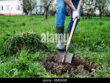 Man gräbt ein Loch in den Boden für die Anpflanzung von Bäumen Stockfoto