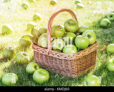 Apple Harvest. Reif grüne Äpfel im Korb auf dem grünen Rasen. Stockfoto