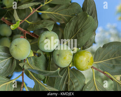 Persimone Früchte unter den grünen Blätter am Baum. Stockfoto