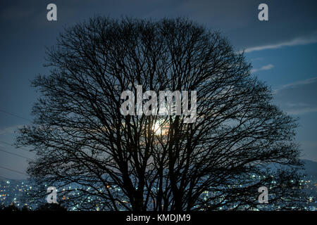 Singular Tree vor dem Panorama einer Stadt während der Nachtsaison mit Mond scheint Stockfoto