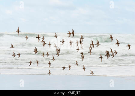 Eine Herde von Strandläufer fliegen über den Sandstrand am Pazifik Stadt als große Wellen im Hintergrund bei bewölktem Himmel. Stockfoto