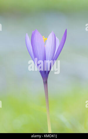 Die letzte blühende Blume des Herbstes ist der Herbstcrocus. Lila Blütenblätter kontrastieren mit grünen Boden und erstellen ein starkes Foto von einer einfachen Blume. Stockfoto