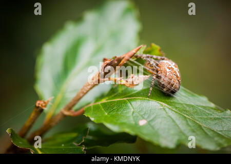 Seitenansicht eines Gartenkreuzspinne (Araneus diadematus) mit Fäden auf einem Erle Blatt. Stockfoto