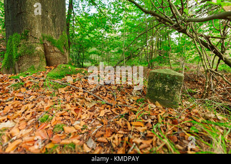 Erdgeschoss in einem herbstlichen Laubwald mit bemoosten Wahrzeichen in den Vordergrund und braune Blätter auf dem Waldboden. Stockfoto