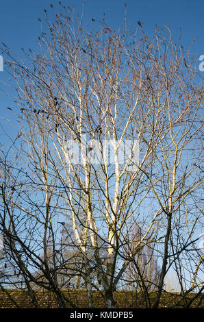 Strahlend weiße Stängel von Silver Birch Silver Shadow im Januar in Großbritannien Stockfoto