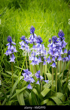 Eingebürgerte Spanisch bluebells in einem alten englischen Country Garden in Großbritannien Stockfoto