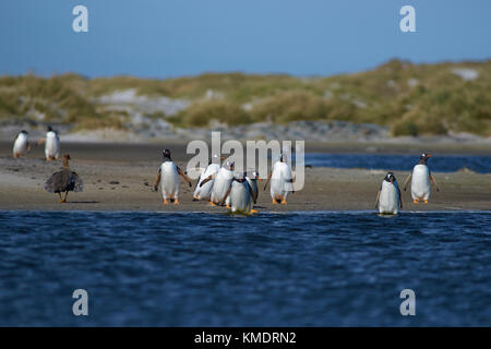 Eselspinguine (Pygoscelis papua) Überqueren einer Lagune auf sea lion Island in den Falkland Inseln. Stockfoto