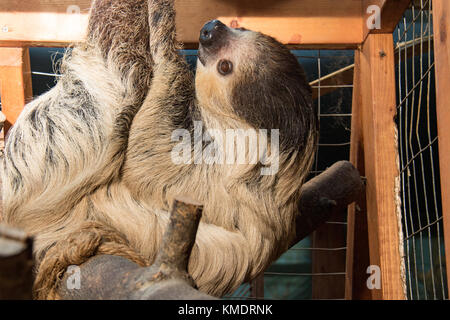 Drei toed Sloth hängt heraus in ein Tierheim home Stockfoto