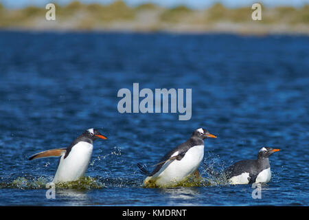 Eselspinguine (Pygoscelis papua) Überqueren einer Lagune auf sea lion Island in den Falkland Inseln. Stockfoto