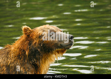 Bär in Kurile See. Sibirien. Kamtschatka. Russland Stockfoto