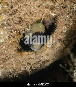 Clark's Anemonenfischen versteckt sich in einem hohlen Kokosnuss Stockfoto