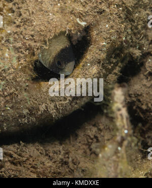 Clark's Anemonenfischen versteckt sich in einem hohlen Kokosnuss Stockfoto