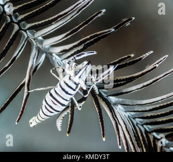 Crinoid Garnelen in einem haarstern Stockfoto