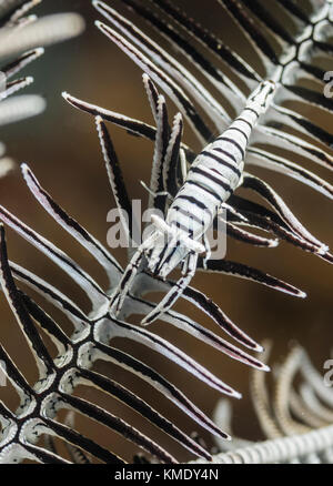 Crinoid Garnelen in einem haarstern Stockfoto