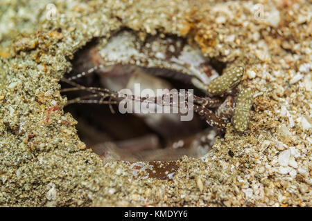 Spearing mantis Shrimps in seinem Loch im Meeresboden Stockfoto